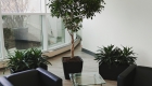 Potted indoor plants, office reception area