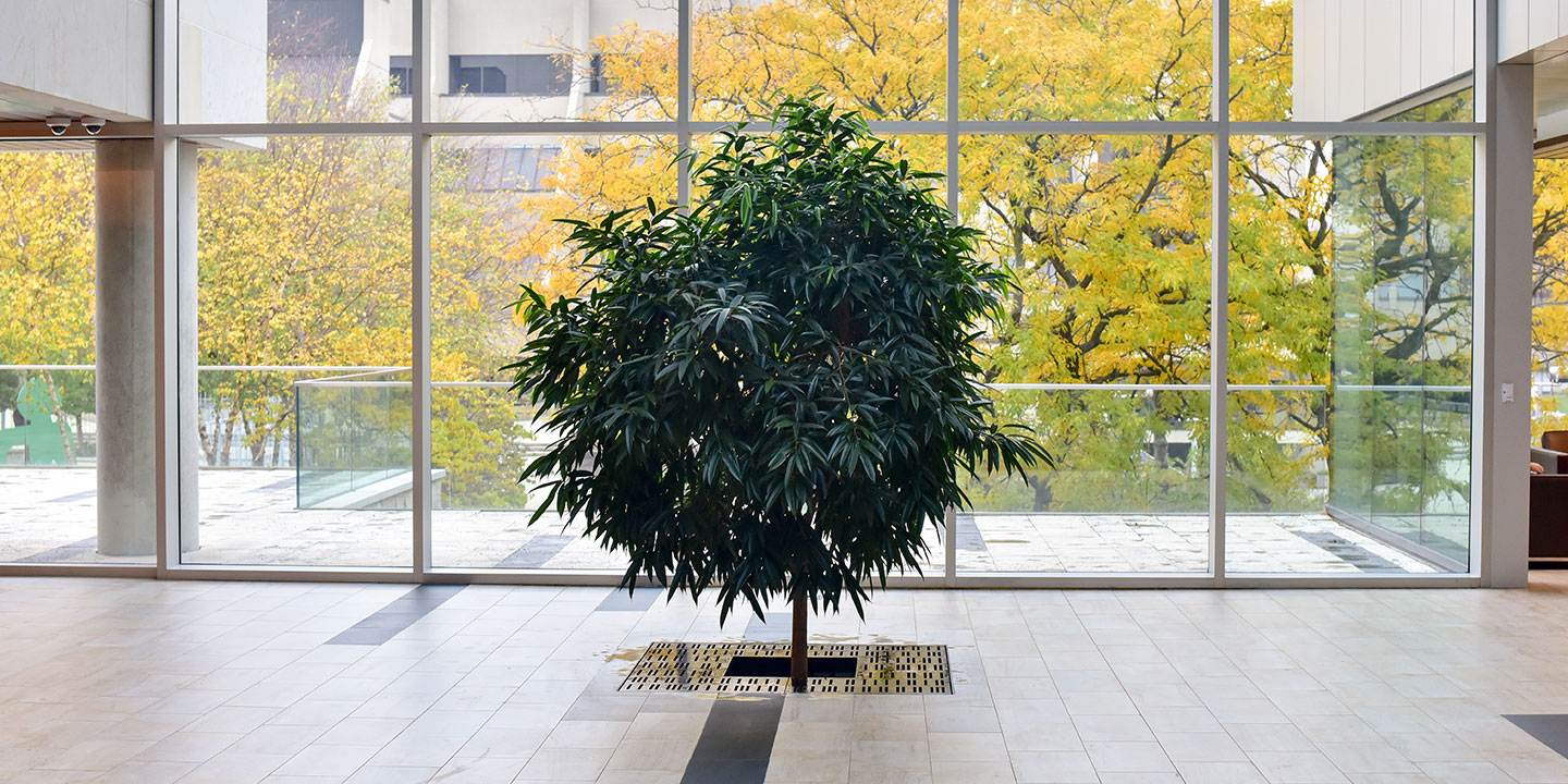 Large Office Lobby Tree Large Office Lobby Tree